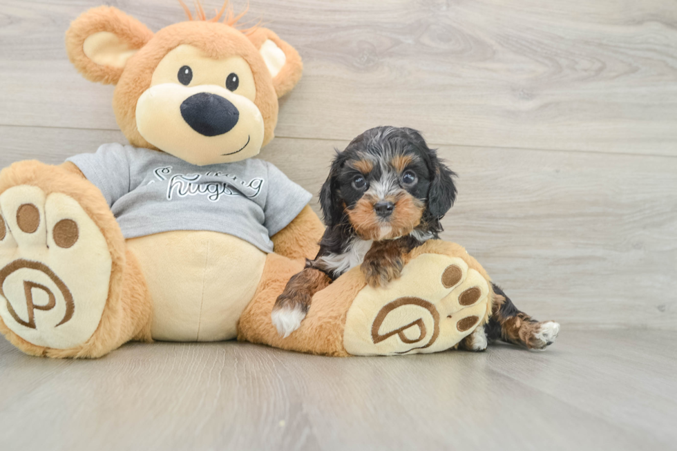 Friendly Cavapoo Baby