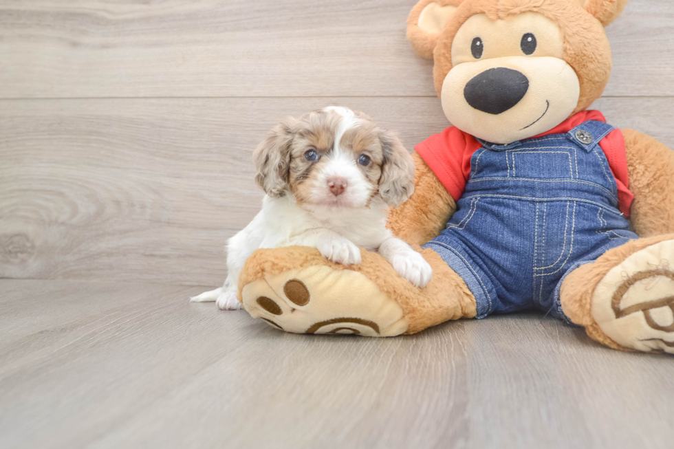 Hypoallergenic Cavadoodle Poodle Mix Puppy