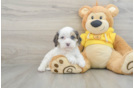 Cavapoo Puppy for Adoption