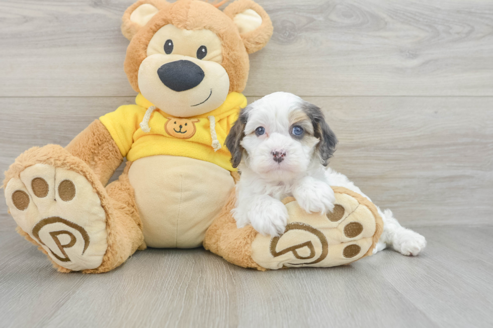 Cute Cavapoo Baby