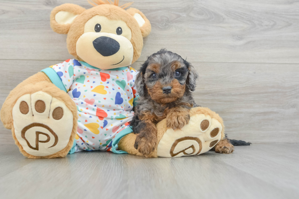 Energetic Cavoodle Poodle Mix Puppy