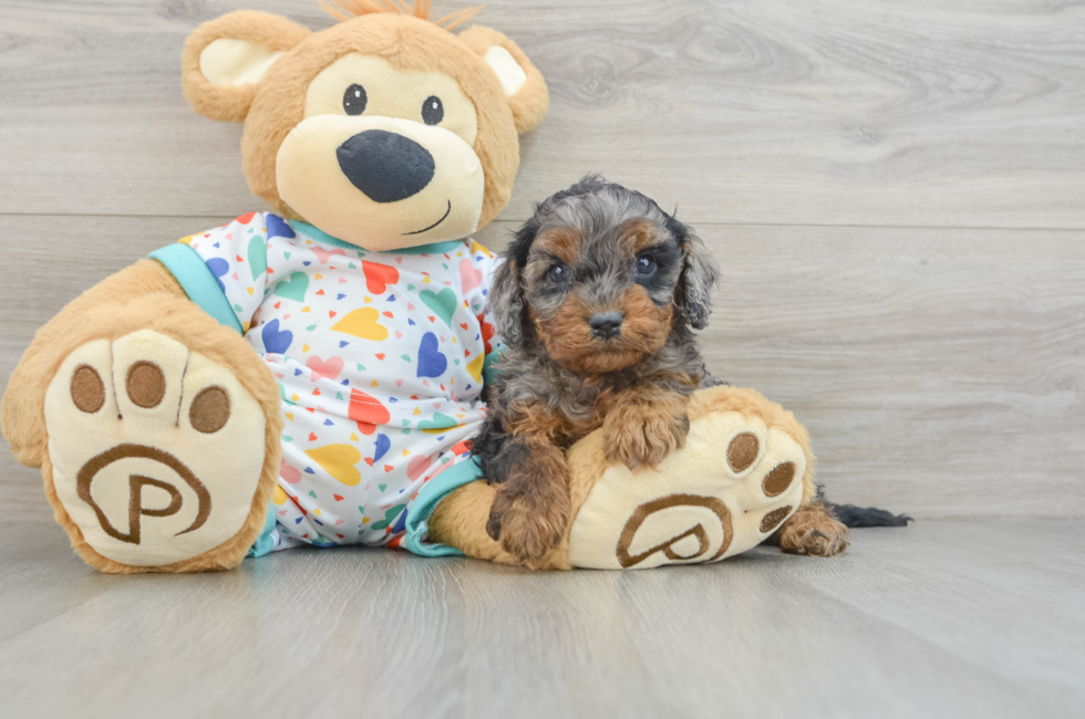 6 week old Cavapoo Puppy For Sale - Windy City Pups