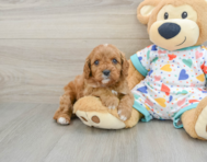 8 week old Cavapoo Puppy For Sale - Windy City Pups