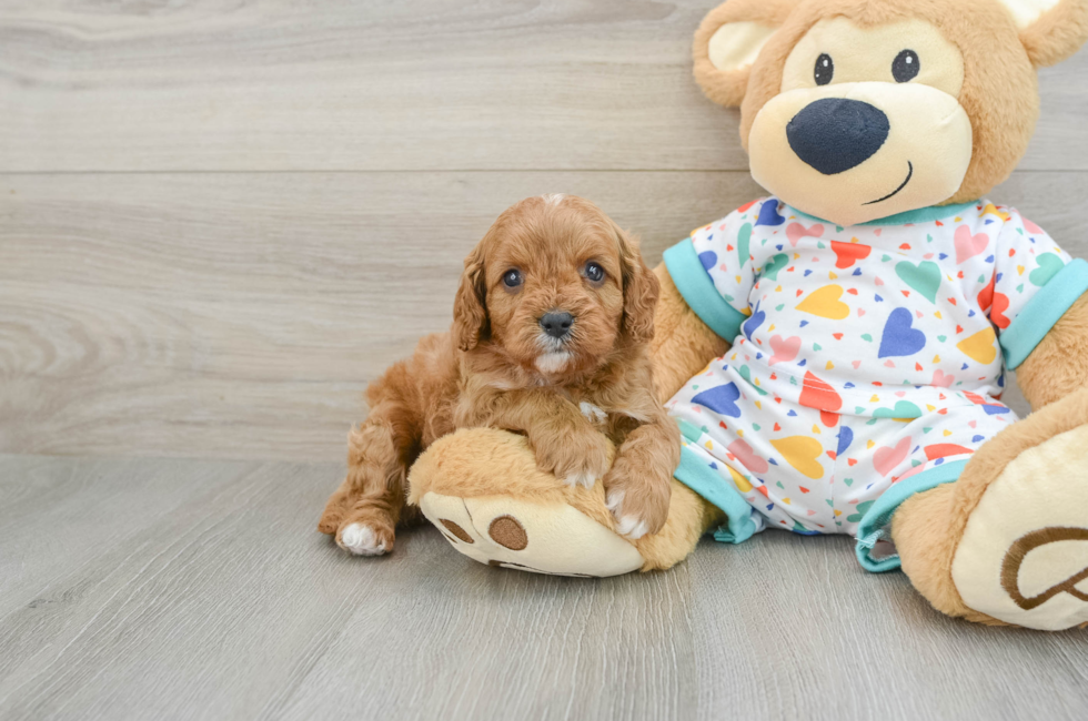 5 week old Cavapoo Puppy For Sale - Windy City Pups