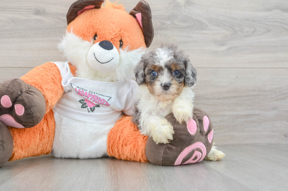 7 week old Cavapoo Puppy For Sale - Windy City Pups