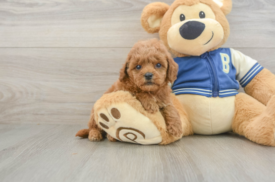 Little Cavipoo Poodle Mix Puppy