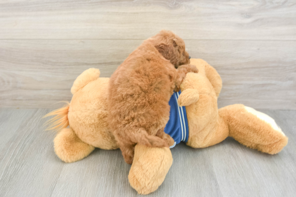 Best Cavapoo Baby