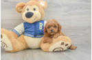 Happy Cavapoo Baby