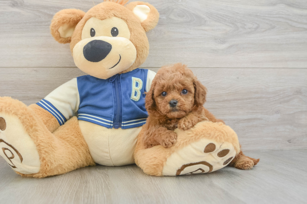 Happy Cavapoo Baby