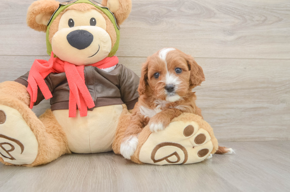 5 week old Cavapoo Puppy For Sale - Windy City Pups