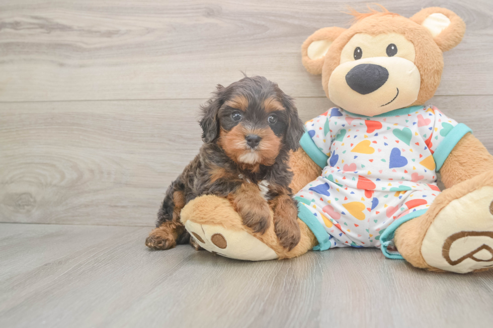 Meet Hara - our Cavapoo Puppy Photo  2/3 - Windy City Pups Cavapoo Puppy for Adoption