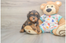 Meet Hara - our Cavapoo Puppy Photo  2/3 - Windy City Pups Cavapoo Puppy for Adoption