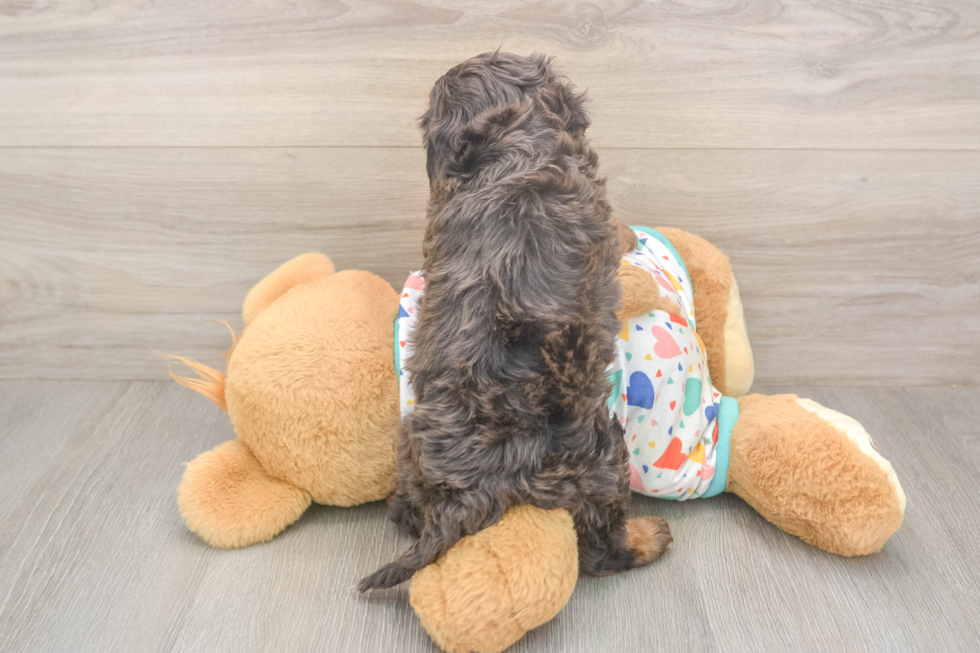 Meet Hara - our Cavapoo Puppy Photo  3/3 - Windy City Pups Best Cavapoo Baby