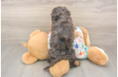 Meet Hara - our Cavapoo Puppy Photo  3/3 - Windy City Pups Best Cavapoo Baby