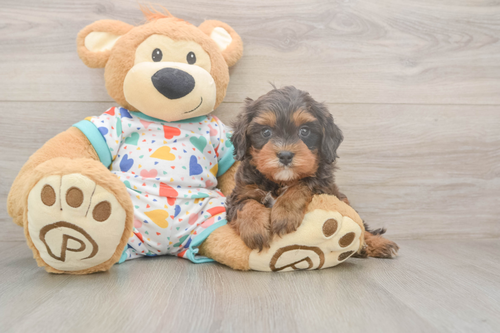 Meet Hara - our Cavapoo Puppy Photo  1/3 - Windy City Pups Happy Cavapoo Baby