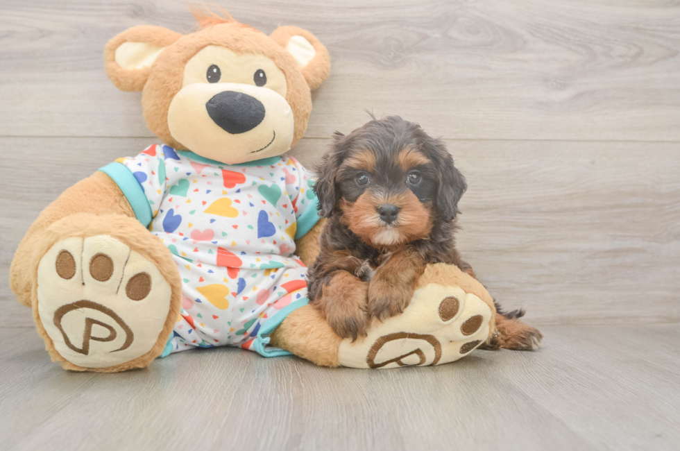 5 week old Cavapoo Puppy For Sale - Windy City Pups