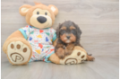 Meet Hara - our Cavapoo Puppy Photo  1/3 - Windy City Pups Happy Cavapoo Baby