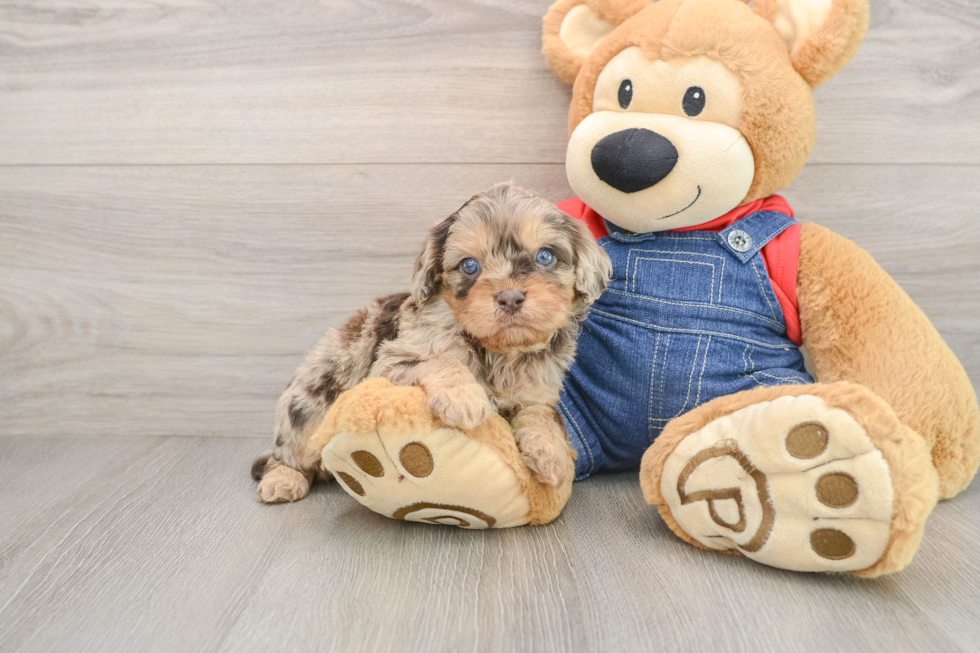 Cavapoo Pup Being Cute