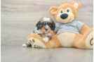 Funny Cavapoo Poodle Mix Pup