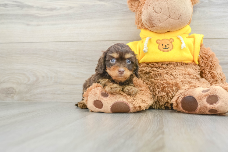 Best Cavapoo Baby