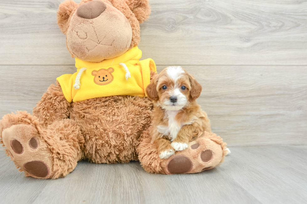 5 week old Cavapoo Puppy For Sale - Windy City Pups