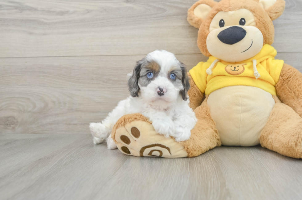 6 week old Cavapoo Puppy For Sale - Windy City Pups