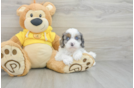 Cavapoo Puppy for Adoption