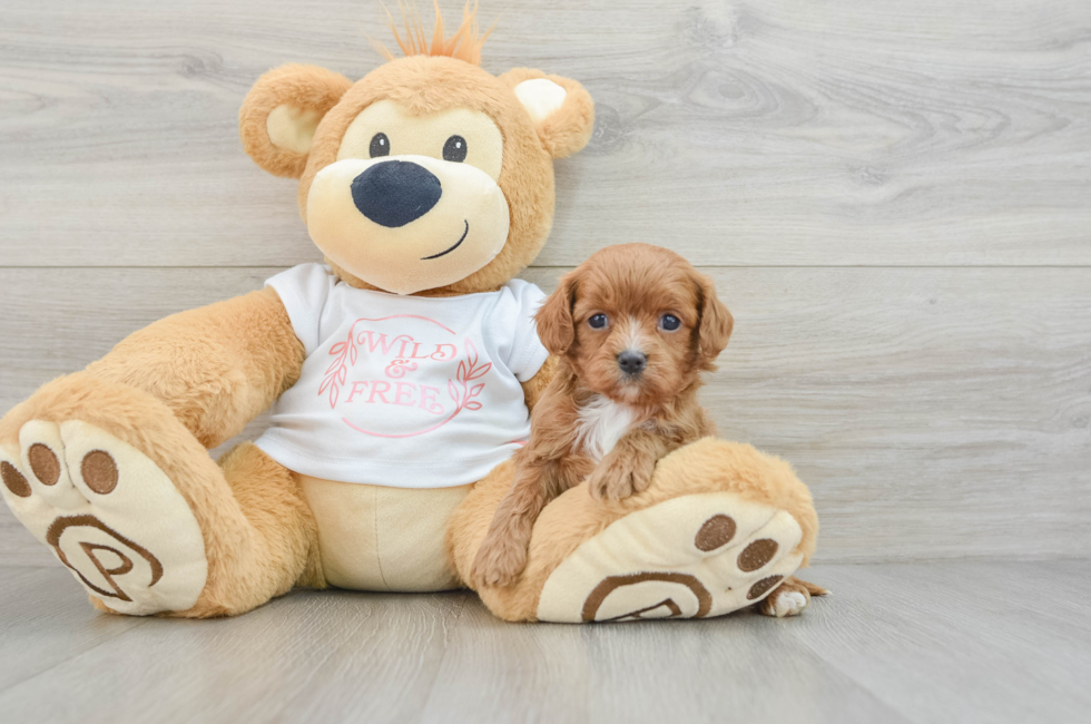 5 week old Cavapoo Puppy For Sale - Windy City Pups