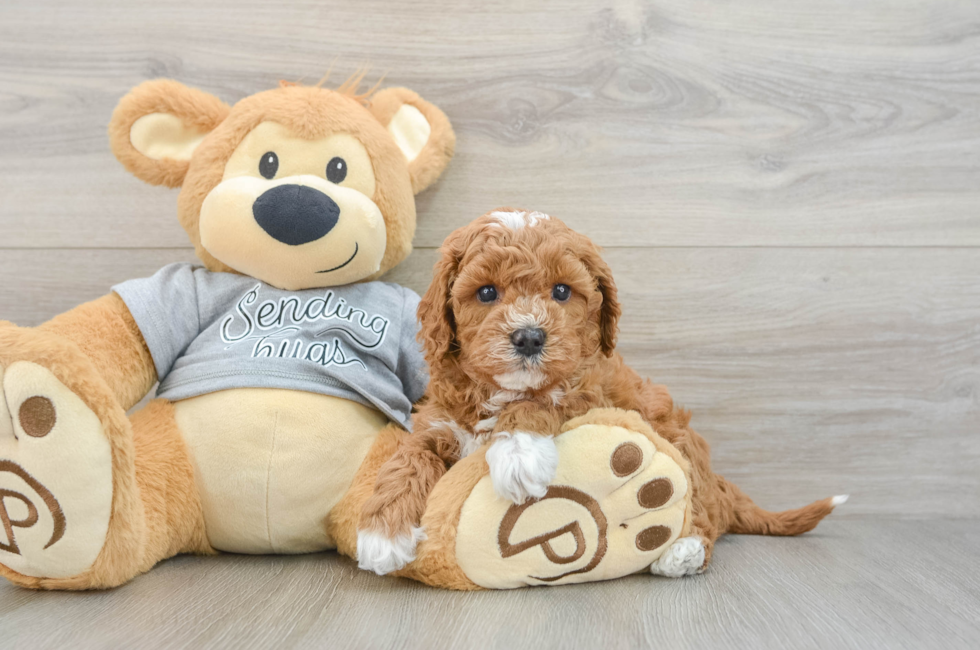 5 week old Cavapoo Puppy For Sale - Windy City Pups
