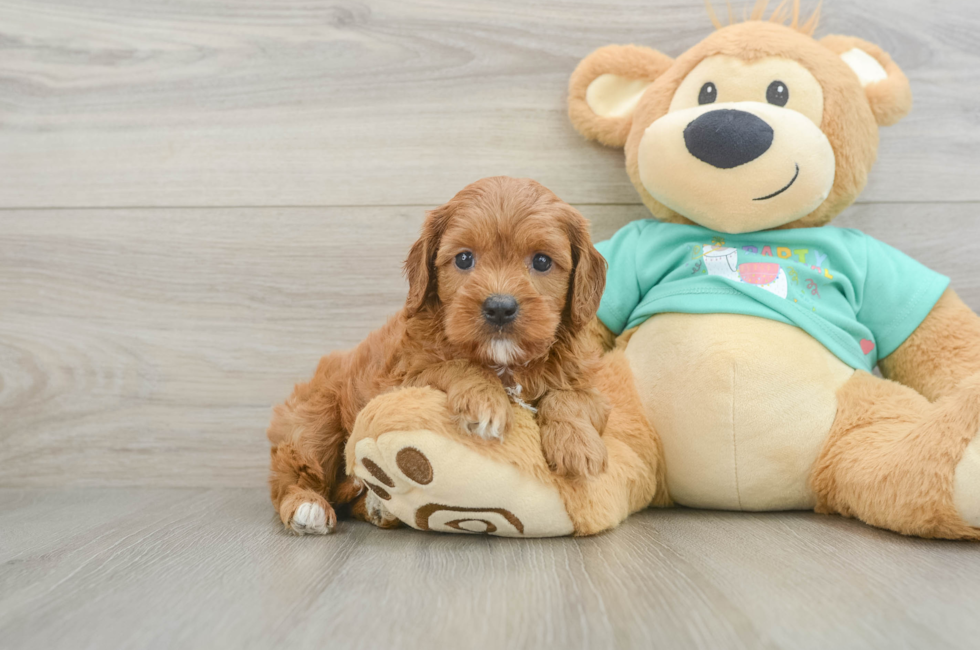 6 week old Cavapoo Puppy For Sale - Windy City Pups