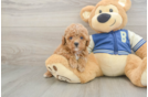 Cavapoo Puppy for Adoption
