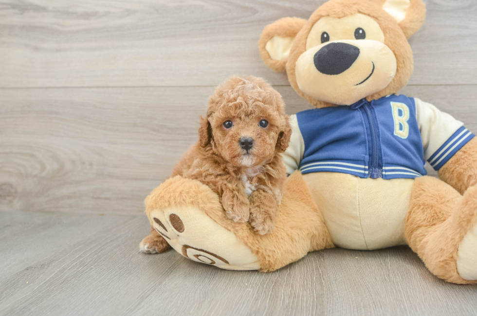 5 week old Cavapoo Puppy For Sale - Windy City Pups