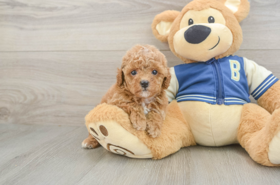 Cavapoo Puppy for Adoption