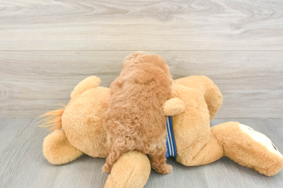 Best Cavapoo Baby