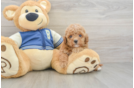 Sweet Cavapoo Baby