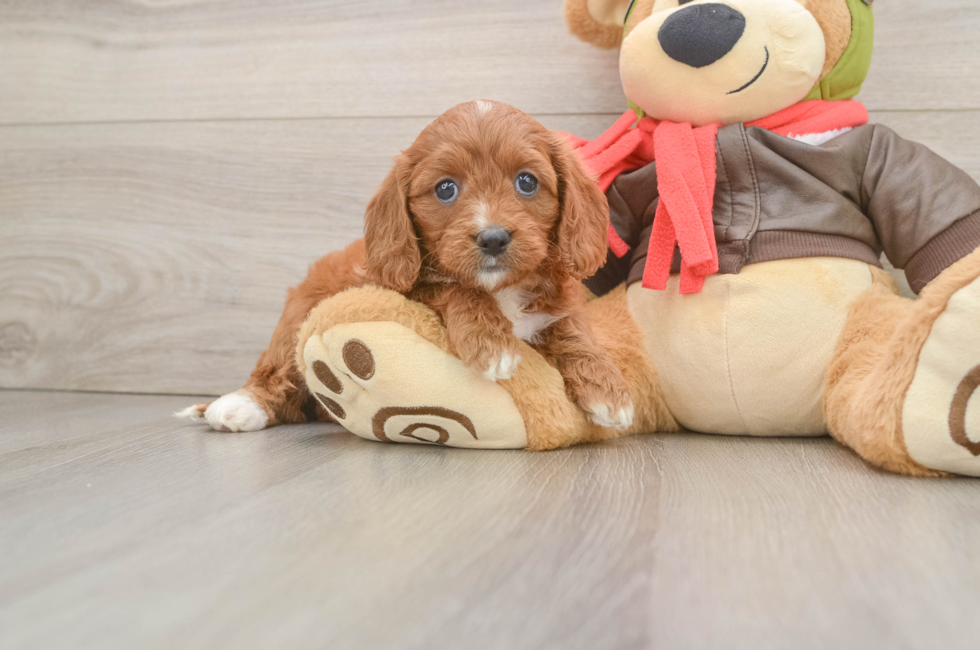 5 week old Cavapoo Puppy For Sale - Windy City Pups