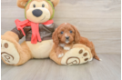 Funny Cavapoo Poodle Mix Pup