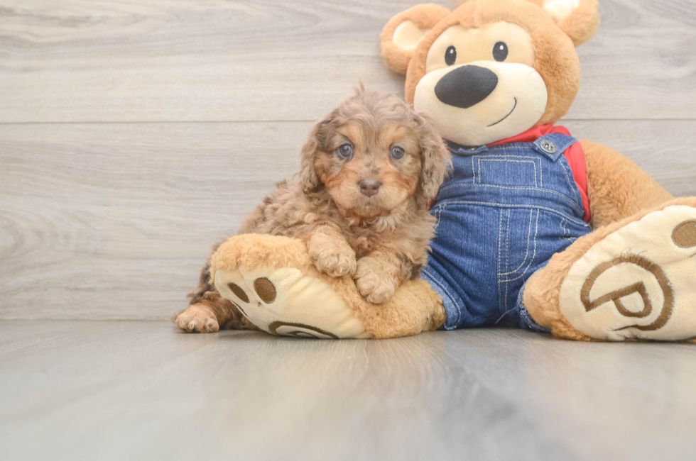 6 week old Cavapoo Puppy For Sale - Windy City Pups