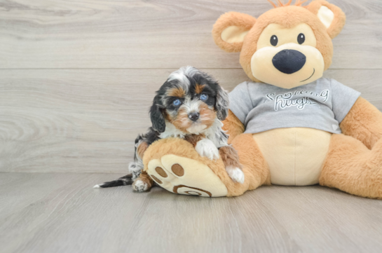 Best Cavapoo Baby