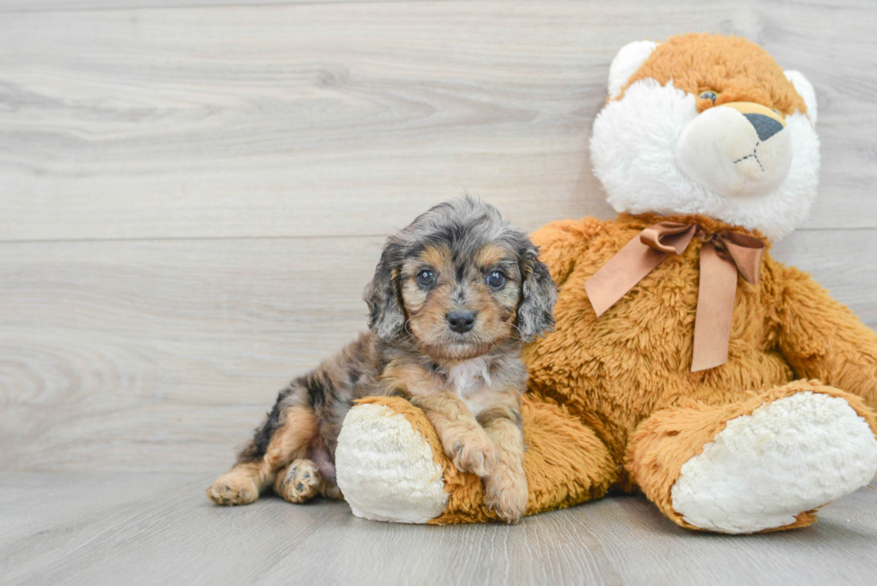 Little Cavoodle Poodle Mix Puppy