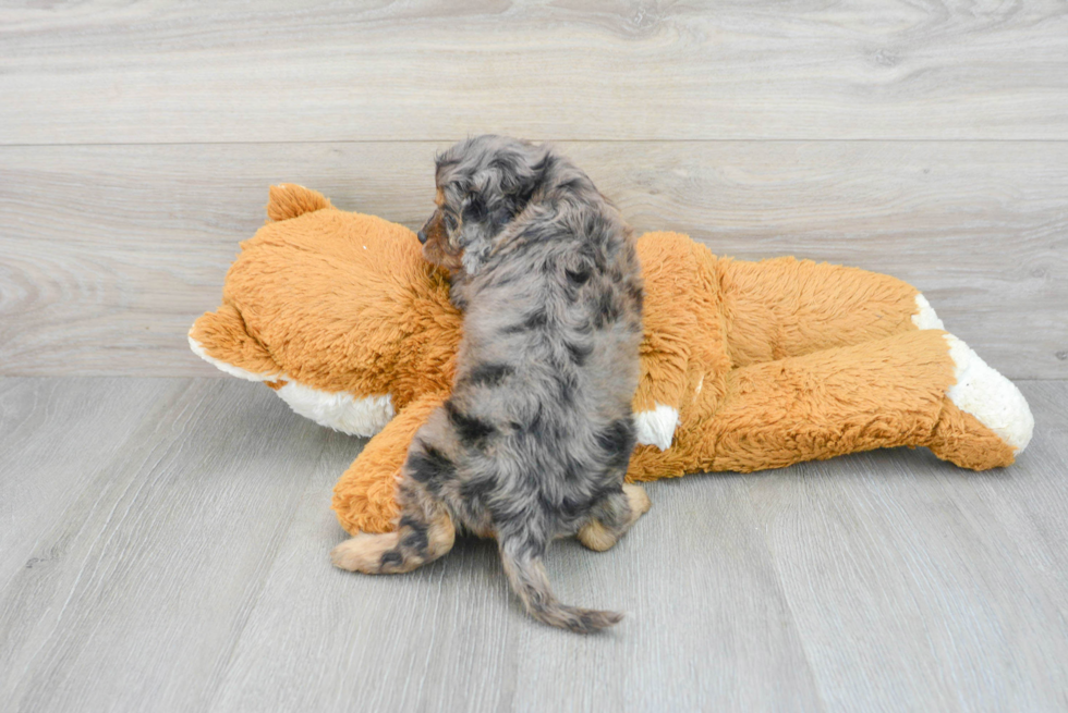 Little Cavoodle Poodle Mix Puppy