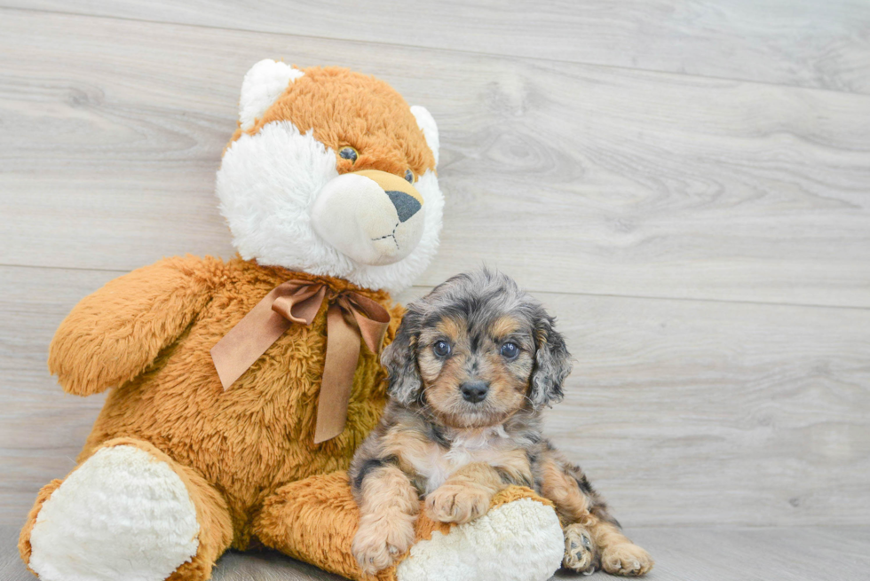 Energetic Cavoodle Poodle Mix Puppy