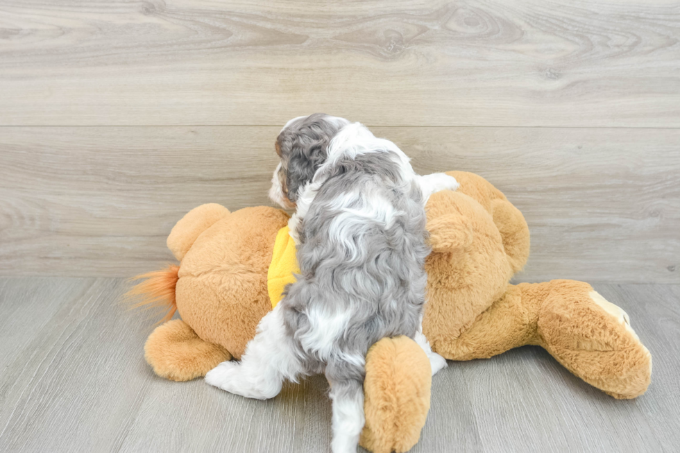 Petite Cavapoo Poodle Mix Pup