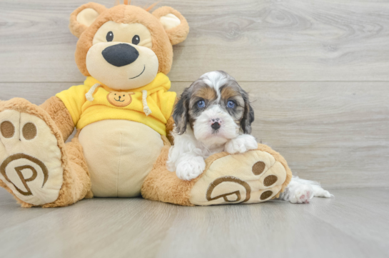 Smart Cavapoo Poodle Mix Pup