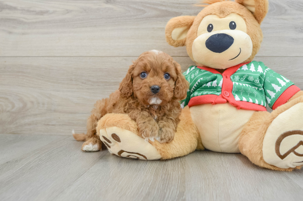 5 week old Cavapoo Puppy For Sale - Windy City Pups