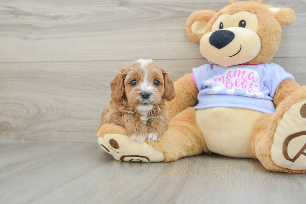 Funny Cavapoo Poodle Mix Pup