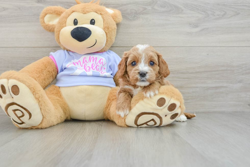 Cavapoo Puppy for Adoption