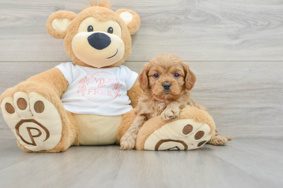 5 week old Cavapoo Puppy For Sale - Windy City Pups