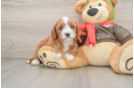 Adorable Cavalier King Charles Spaniel and Poodle Mix Poodle Mix Puppy