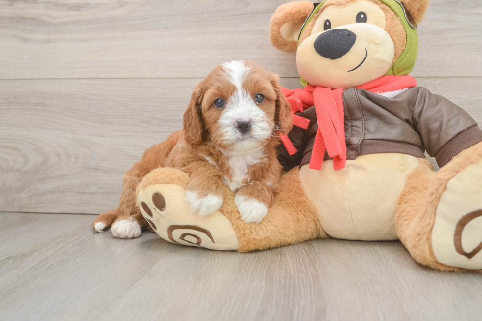 Adorable Cavalier King Charles Spaniel and Poodle Mix Poodle Mix Puppy